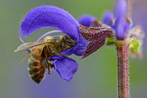 Honeybee (Apis melifera) foraging on Sage flower (Salvia pratensis) Vosges, France, May.