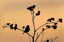 Common linnet (Linaria cannabina) silhouetted, Vosges, France
