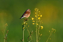 Common linnet (Linaria cannabina) perched, Vosges, France