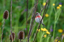 Common linnet (Linaria cannabina) with teasel, Vosges, France