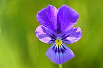 Heart's ease (Viola tricolor) flower, Mont-Lozere, France