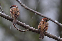 Eurasian tree sparrow (Passer montanus) Vosges, France, January.