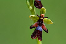 Fly orchid (Ophrys insectifera)  Vosges, France, May.