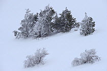 Trees in snow on  Mont-Aigoual,  Cevennes National Park,France, March 2016.