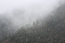 Snow falling over forest, Cevennes National Park, France, March 2016.