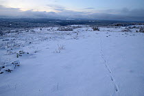 Landscapes with Red fox (Vulpes vulpes) tracks in snow, Cevennes National Park, France, May.
