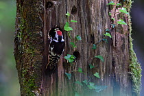 Middle spotted woodpecker (Dendrocopos medius) at nest hole, Vosges, France