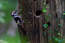 Middle spotted woodpecker (Dendrocopos medius) at nest hole, Vosges, France