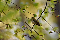 Wood warbler (Phylloscopus sibilatrix) Vosges, France, May.