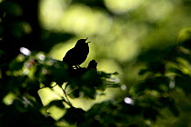 Wood warbler (Phylloscopus sibilatrix) singing, silhouetted, Vosges, France, May.