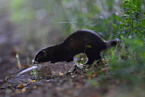 Polecat (Mustela putorius) Vosges, France, August.
