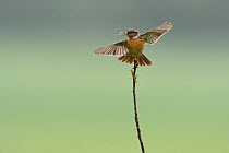 European stonechat (Saxicola torquatus) landing on twig, with wings outstretched and cranefly prey, Vosges, France