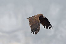 Cinereous vulture (Aegypius monachus) in flight, Cevennes, France, March.