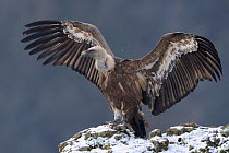 Eurasian griffon vulture (Gyps fulvus) stretching its wings, Cevennes, France, March.