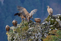 Eurasian griffon vulture (Gyps fulvus) group on rock, Cevennes, France,