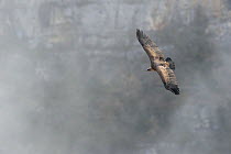 Eurasian griffon vulture (Gyps fulvus) flying in mist, Cevennes, France, March.