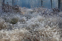 Frosted covered plants in forest, Vosges, France, December.