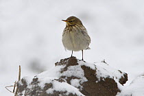 Water pipit (Anthus spinoletta)  Vosges, France, January.
