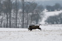 Wild boar (Sus scrofa) running across snow covered field, Vosges, France, January.