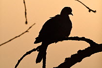 Eurasian collared dove (Streptopelia decaocto)  silhouetted, Vosges, France, February.