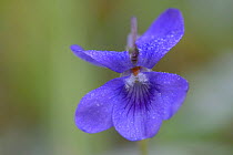 Wild violet, (Viola riviniana), Vosges, France, April.