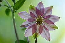 Common columbine (Aquilegia vulgaris) flower, Vosges, France, May.