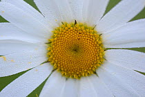 Ox-eye daisy flower (Leucanthemum vulgare)  Vosges, France, May.
