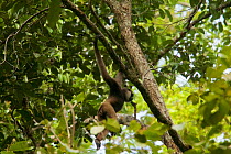 Bornean white-bearded gibbon (Hylobates albibarbis) Gunung Palung National Park, Borneo