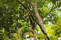 Bornean white-bearded gibbon (Hylobates albibarbis) Gunung Palung National Park, Borneo