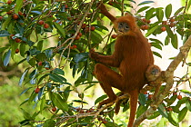 Red leaf monkey (Presbytis rubicunda) with baby, in strangler fig tree (Ficus dubia), Gunung Palung National Park, Borneo.