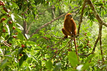 Red leaf monkey (Presbytis rubicunda) in strangler fig tree (Ficus dubia) Gunung Palung National Park, Borneo