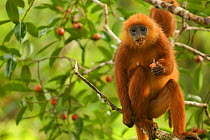 Red leaf monkey (Presbytis rubicunda) female eating fruit in strangler fig tree (Ficus dubia) Gunung Palung National Park, Borneo