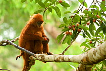 Red leaf monkey (Presbytis rubicunda) female with baby in strangler fig tree (Ficus dubia) Gunung Palung National Park, Borneo
