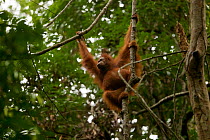 Bornean orangutan (Pongo pygmaeus) using lianas to climb through the rain forest canopy. Gunung Palung National Park, Borneo