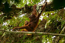 Bornean orangutan (Pongo pygmaeus) female with baby climbing through a strangler fig tree (Ficus stricta), Gunung Palung National Park, Borneo.