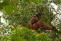 Bornean orangutan (Pongo pygmaeus) male feeding on the figs of a strangler fig tree (Ficus stricta) in lowland rain forest, Gunung Palung National Park, Borneo