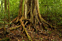 Strangler fig tree (Ficus stricta) with roots completely covering host tree trunk within, Gunung Palung National Park, Borneo.