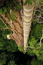 Roots of the strangler fig (Ficus dubia) attached to Dipterocarp tree (Shorea sp.)