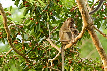 Long-tailed macaque (Macaca fascicularis) mother with baby in the canopy of a fruiting strangler fig tree (Ficus dubia), surrounded by ripening figs. Gunung Palung National Park, Borneo.