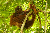 Bornean orangutan (Pongo pygmaeus) male, Gunung Palung National Park, Borneo.
