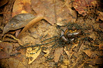 Ants (Leptogenys sp.) predating millipede, Cabang Panti Research Station, Gunung Palung National Park, Borneo.
