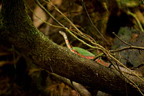 Red-sided keelback water snake (Xenochrophis trianguligerus) Gunung Palung National Park, Borneo.