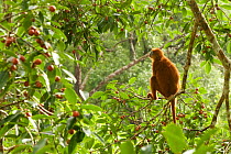 Red leafmonkey (Presbytis rubicunda) female in Strangler fig tree (Ficus dubia), Gunung Palung National Park, Borneo.
