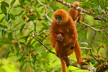 Red leaf monkey (Presbytis rubicunda) female feeding on fig, in Strangler fig tree (Ficus dubia) Gunung Palung National Park, Borneo.