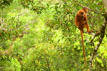Red leaf monkey (Presbytis rubicunda) female feeding in Strangler fig tree (Ficus dubia) Gunung Palung National Park, Kalimantan, Borneo, Indonesia.