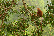 Red Leaf Monkey (Presbytis rubicunda) in Strangler fig tree (Ficus dubia) eating a fig.  Gunung Palung National Park, Borneo.