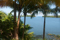 Palm tree on the coast of Alejandro de Humboldt National Park UNESCO Natural  World Heritage Site,  Cuba