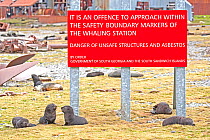 Antarctic Fur Seal (Arctocephalus gazella) pups near a sign warning people to keep out of the abandoned Stromness Whaling Station, South Georgia. January.