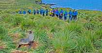 Antarctic fur seal (Arctocephalus gazella) with tourists in the background looking at another seal, Bay of Isles, Prion Island, South Georgia. January.
