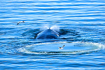 Humpback whale (Megaptera novaeangliae) breathing at the surface with Dominican gulls (Larus dominicanus), Charlotte Bay, Portal Point, Antarctic Sound, Antarctica.
